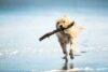 Pet Friendly Hotels In Clearwater Fl