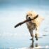 7 Best Pet Friendly Hotels in Cannon Beach Oregon (2026)